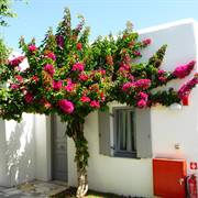 Paros Bay Parosporos Paros