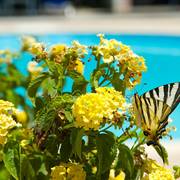 Nikos Studios & Apartments, Kefalonia