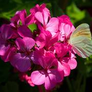 Nikos Studios & Apartments, Kefalonia