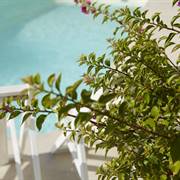 Mayor Mon Repos Palace - Adults Only