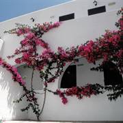 San Antonio Summer House