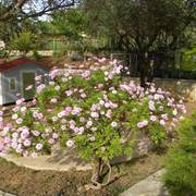 Victoria Apartments Lassi