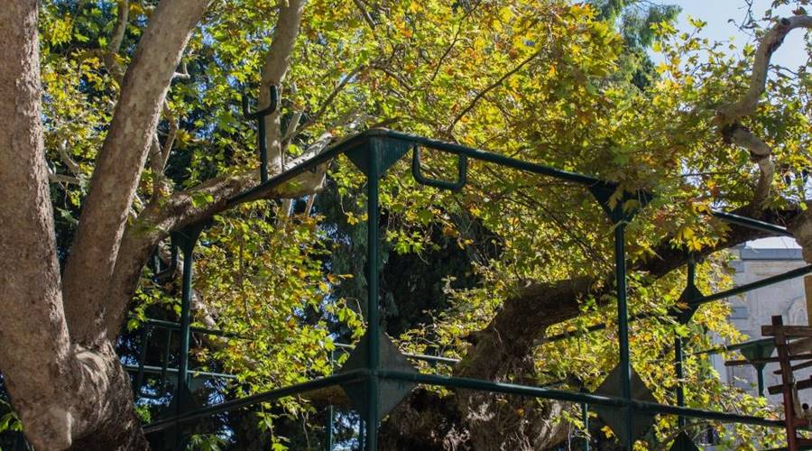 Albero-di-Ippocrate-Kos-Town