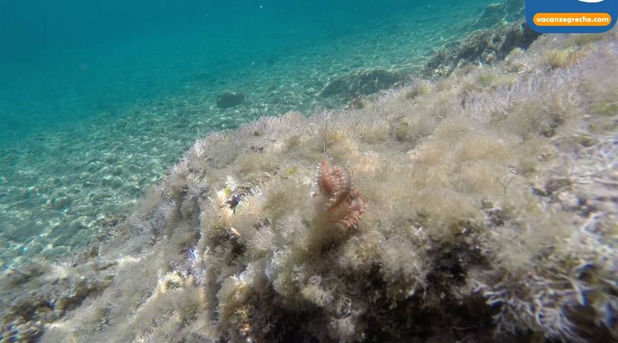 Spiaggia di Foki Cefalonia