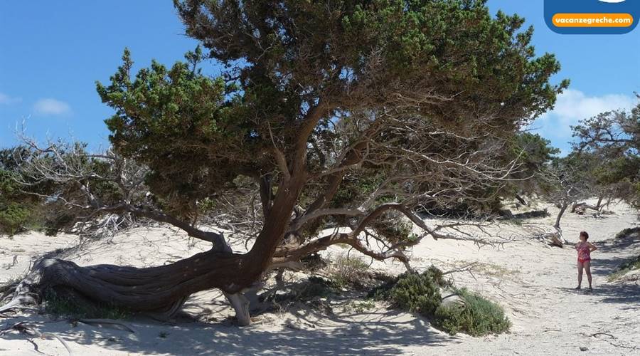 Spiagge Isola di Chrissi Creta
