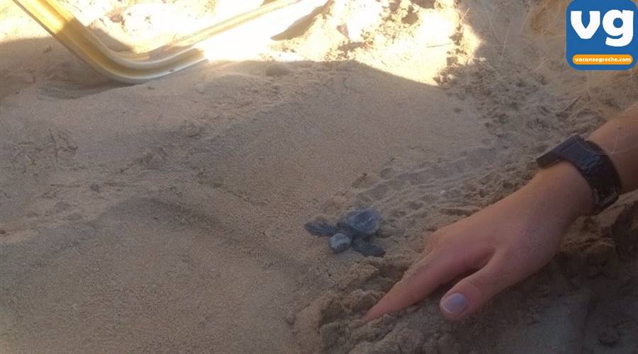 Spiaggia di Gerakas Vasilikos Zante