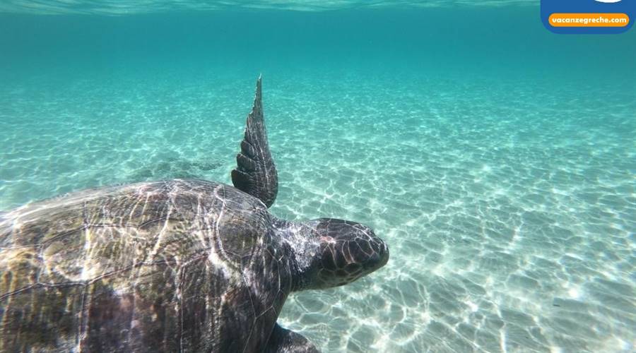 Spiaggia di Gerakas Vasilikos Zante