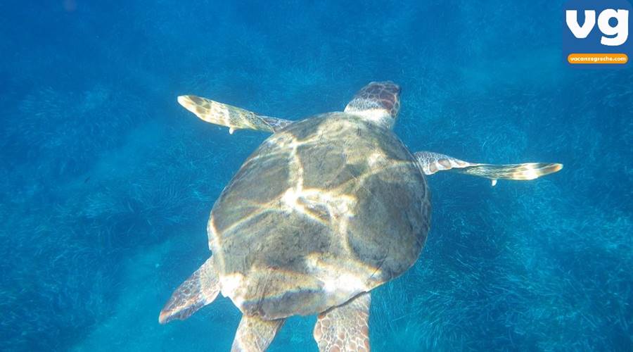 Spiaggia di Agia Anna Amorgos