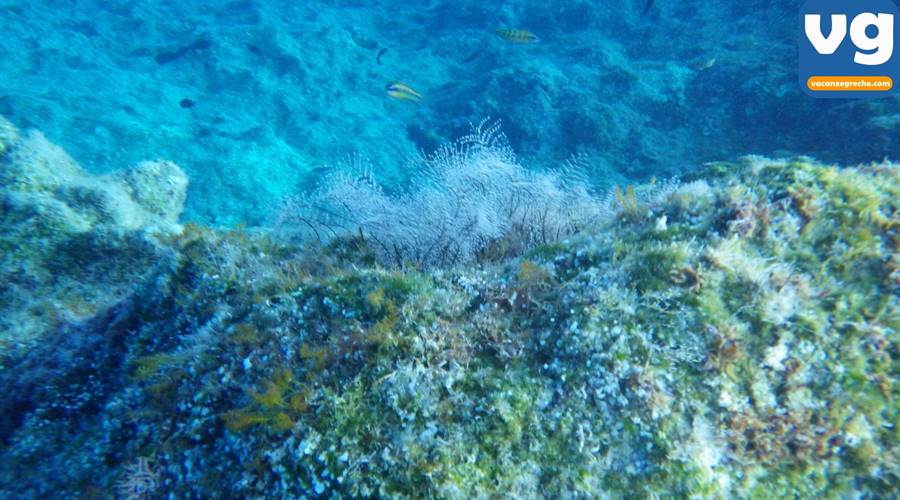 Spiaggia di Agia Anna Amorgos