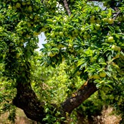 Efrosini Village Katelios Cefalonia