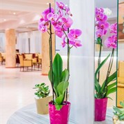 CNic Gemini Hotel Isola di Corfu