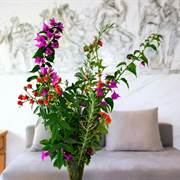 Halkidiki Greek Pride Seafront Hotel